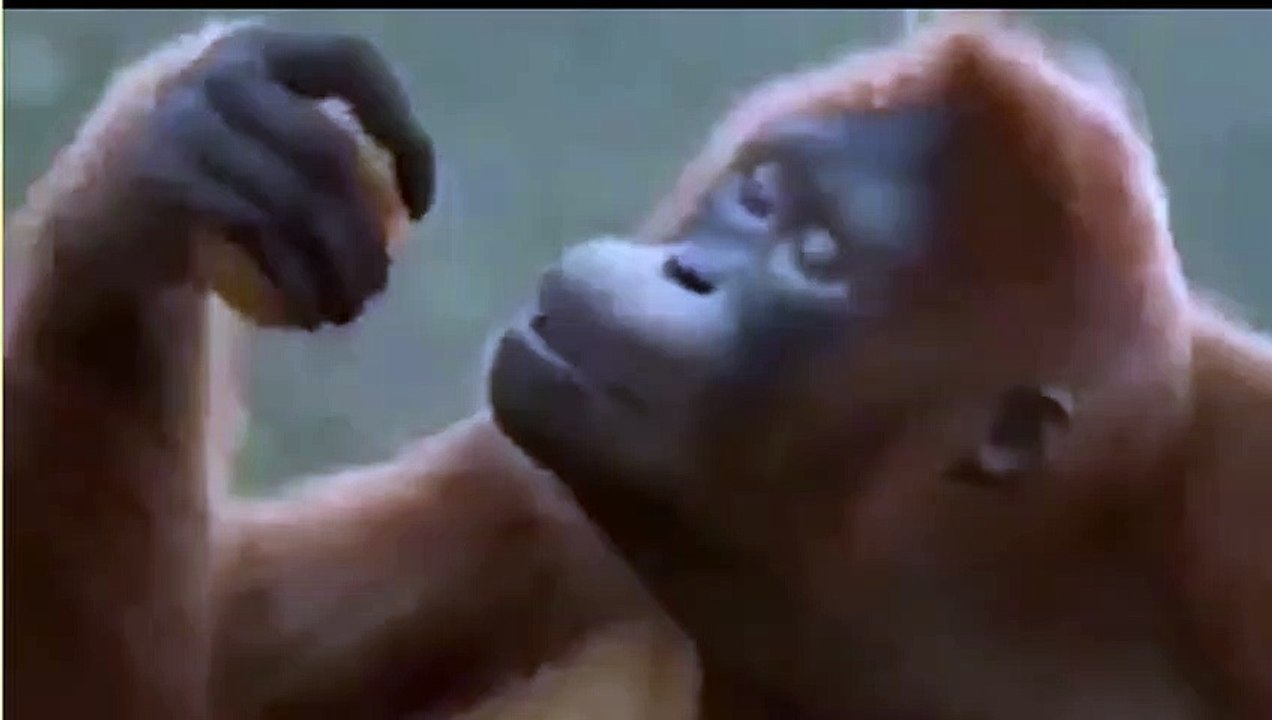 Monkey funny dance