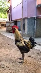 Murga Ke Surili Gane 🎶