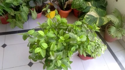 Pedilenthus plant winter care.