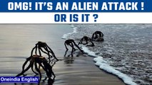 South African man clicks pics of aloe vera on beach and the internet goes bonkers| Oneindia News