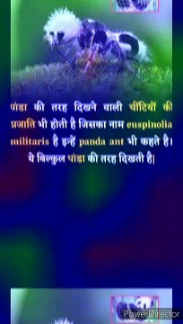 Amazing and Intersting facts #dailymotion