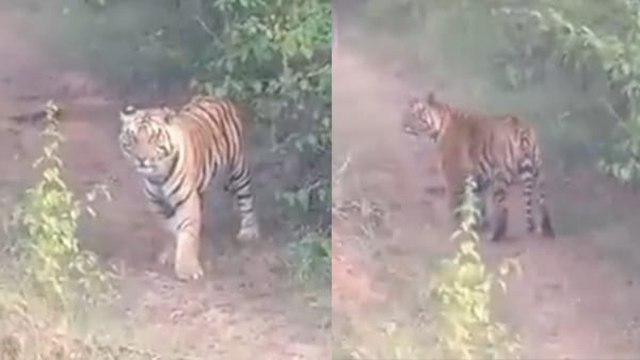 Bandhavgarh Tiger Reserve : सड़क किनारे टहलते दिखे 2 बाघ, यात्रियों ने बस रुकवा कर किया दीदार