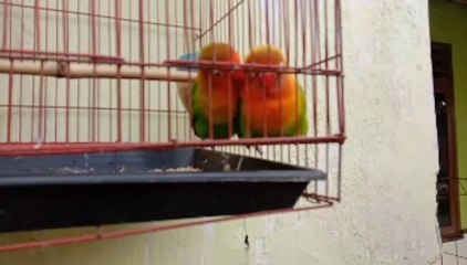 Sepasang burung lovebird yang bercumbu