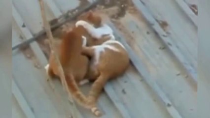 Crazy FIGHTING Cats (30min.)