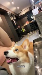 The pet debut plan is cute, the breeder's cutest dog, who hasn't told a little secret