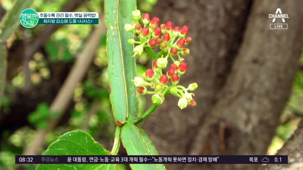 체지방 감소에 도움 되는 '시서스' 별명은 '하늘에서 내려온 신비의 식물..'