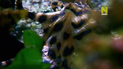 World's Most Toxic Animals - Deserts and Oceans