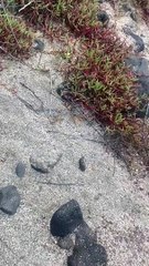 Man Finds Baby Sea Lion on Beach