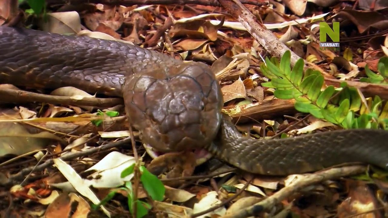 World's Most Toxic Animals - Forests and Grasslands