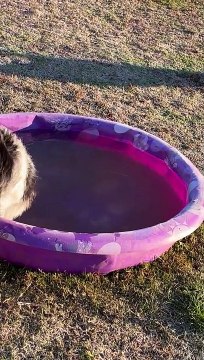 Australian Shepherd Fishes Ice Out of Kiddie Pool