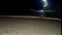 Anaconda snake //anaconda crossing the road at midnight //anaconda 3 Wildest moments #