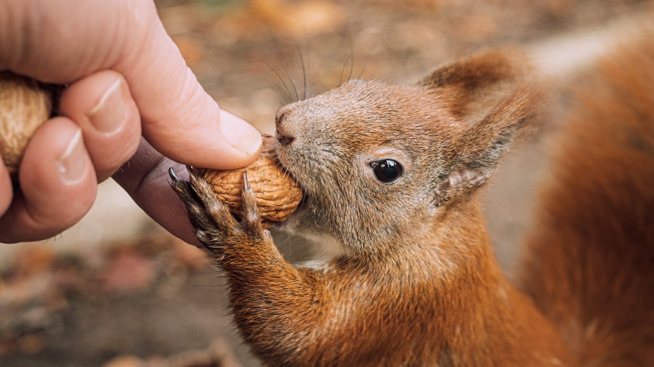 Eichhörnchen füttern: So geht es richtig!