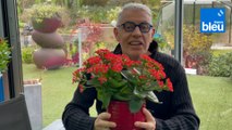 Roland Motte, jardinier : le kalanchoe, attention à l'arrosage