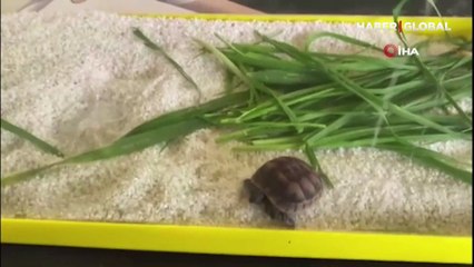 Köyün imamı buldu... Çift başlı kaplumbağaya özel bakım: Nadir bulunan bir olay