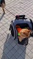 Dog Pulls Cats Along in Rolling Backpack