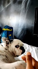 Yuki, the pug with me!2