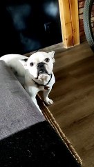 Yuki, the pug with me!3