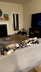 Golden Retriever Doesn't Like it When the Cats Fight