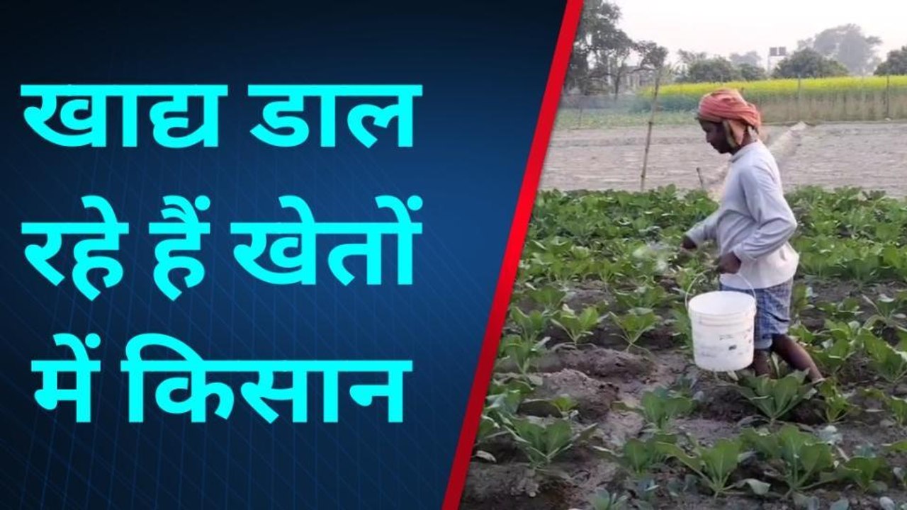 मुजफ्फरपुर:खेतों में किसान कर रहे हैं कड़ी मेहनत, काफी मशक्कत के बाद भी नहीं मिल रहा यूरिया
