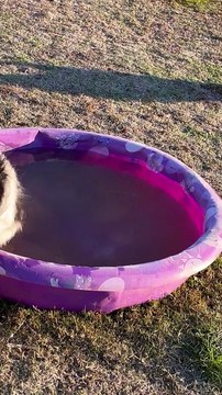 Australian Shepherd Fishes Ice Out of Kiddie Pool