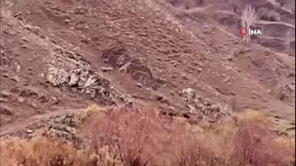 Aç kalan domuzlar, sürü halinde böyle görüntülendi