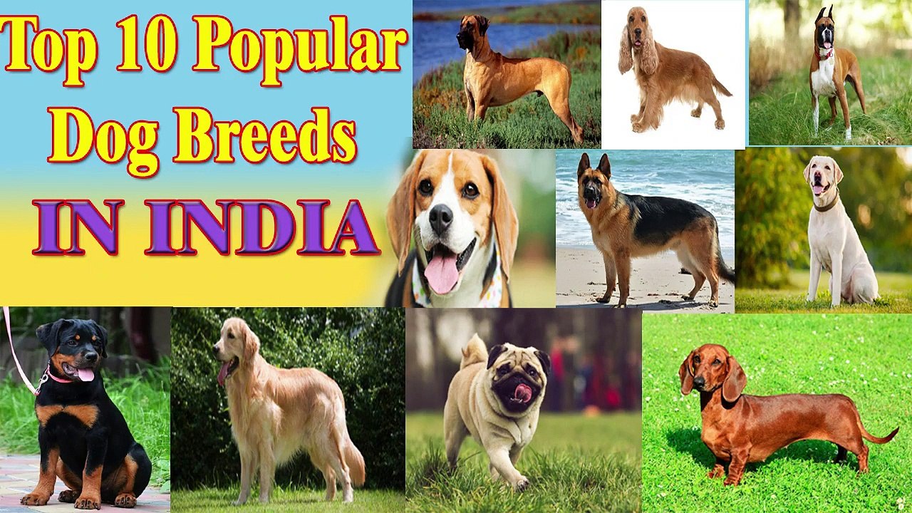 Top 10 Popular Dog Breeds in India