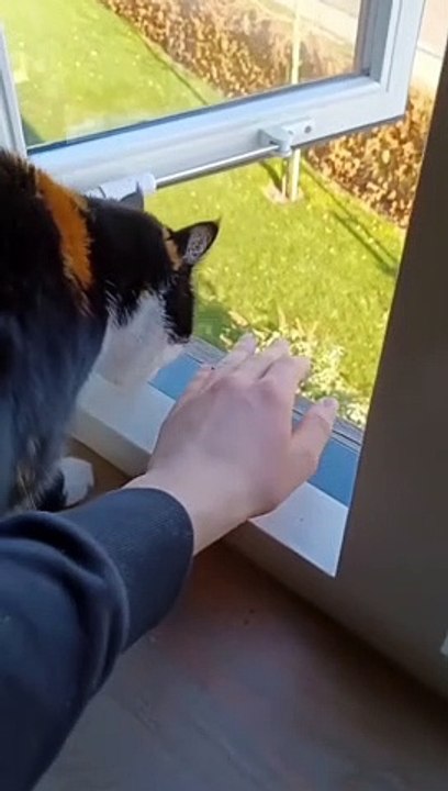 Amazing Cute Cats Funny Viral Clips #funny Cute Cats #shorts Video #trending #animals #reels