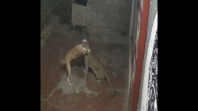 Un chien se fait attaquer par un léopard affamé en Inde