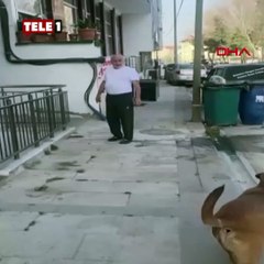 'Paşa'yı öldürüp sahibini tehdit etmişti! Hapis cezası verildi