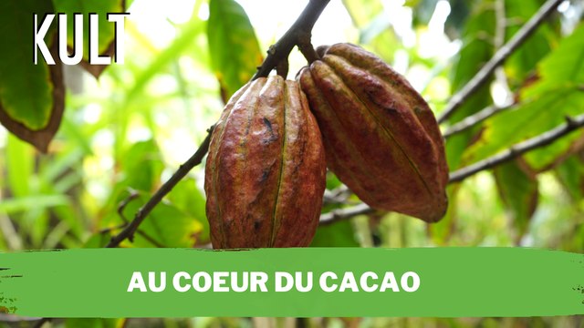 Au cœur du cacao