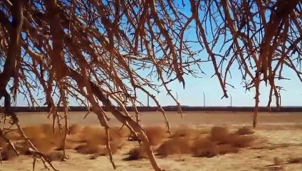 1400 Saal Bad Nabi PBUH Ka Sahabi Darkhat Zinda Ho GayaAllah Ki Qudrat