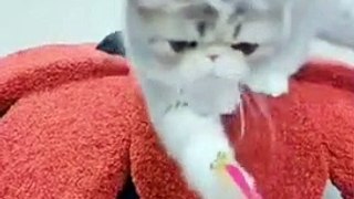 Funniest Cats  - Don't try to hold back Laughter