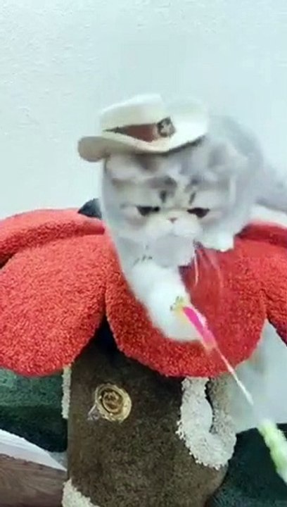 Funniest Cats  - Don't try to hold back Laughter