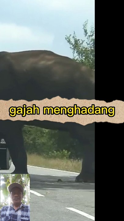 Gajah nekad di jalanan