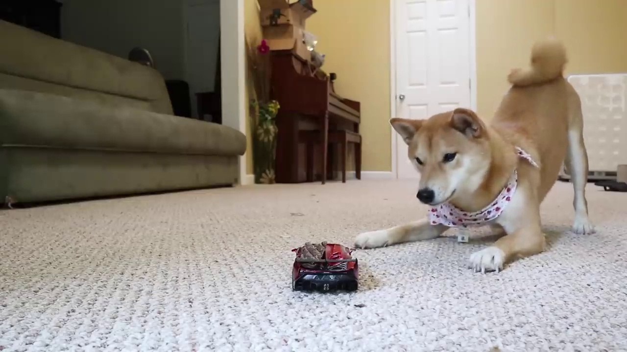 DOG ATTACKS R.C CAR!