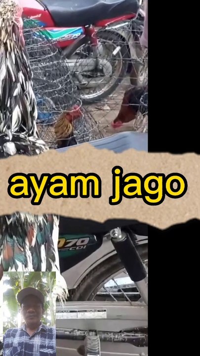 Ayam jago antik bulunya