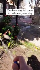 Trying My Favorite cute animals shorts