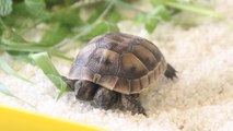 Antalya'da bulunan çift başlı kaplumbağa yavrusu korumaya alındı