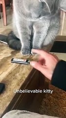 Who is that cool? Oh, it is kitty cute cat