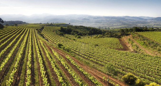 Corpinnat, el cava del Penedés
