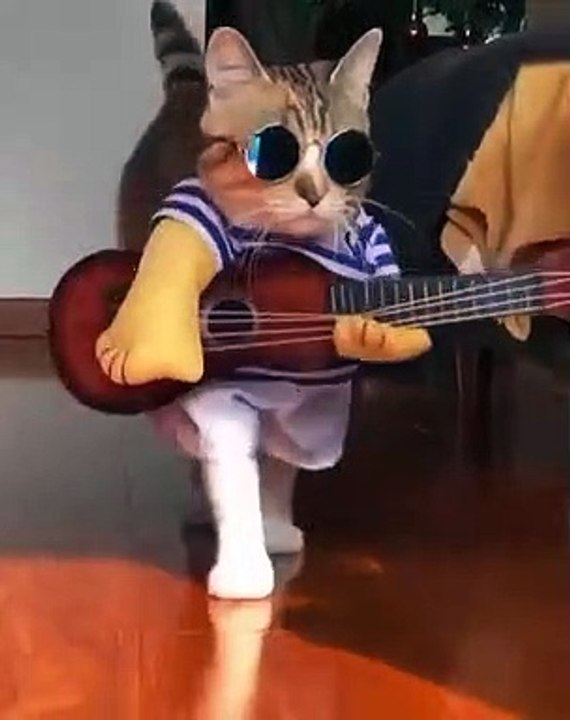 Funny cats/ cute funnt cats