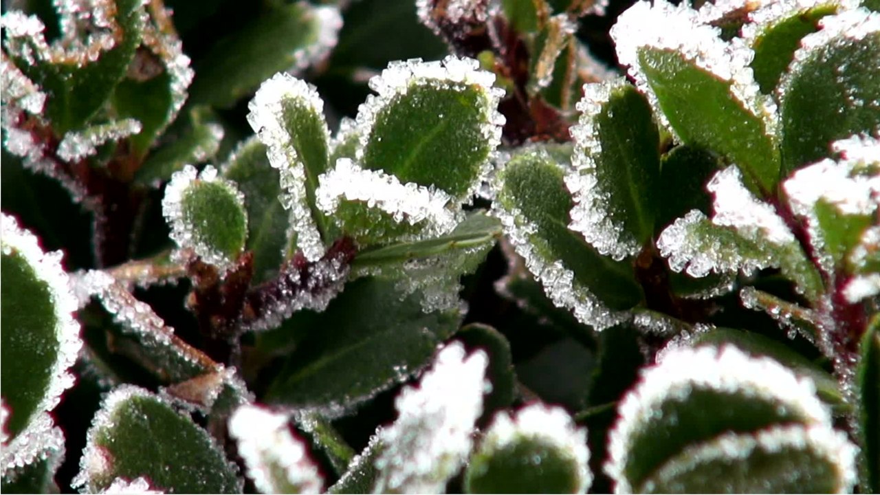 Tod durch Kälte: Immergrüne erfrieren nicht, sie vertrocknen