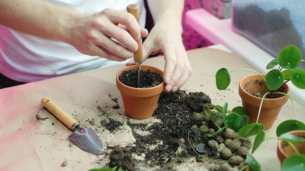 Mise en pot