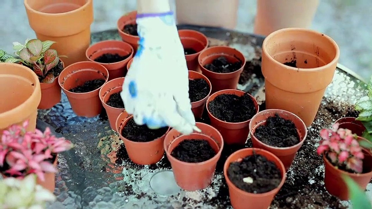 Préparation semis en pot