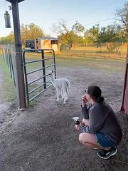 Baby alpaca preciously looks for her mom