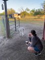Baby alpaca preciously looks for her mom