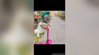 Animals momen dog funny videos
