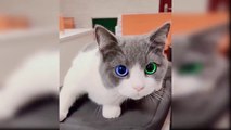 Baby Kittens - Funny Cats Videos and Cute Animals