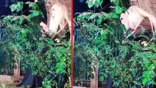 Mezarlıkta şarkı söyleyen Zerrin Özer sosyal medyayı ikiye böldü! Destek veren de var, tepki gösteren de