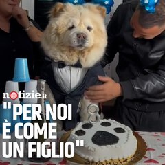 Festeggiano il compleanno del cane: "Per noi è come un figlio"